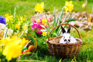 Easter bunny on meadow with basket and eggs